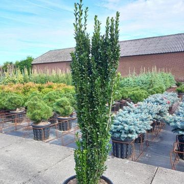 Ilex crenata 'Fastigiata'