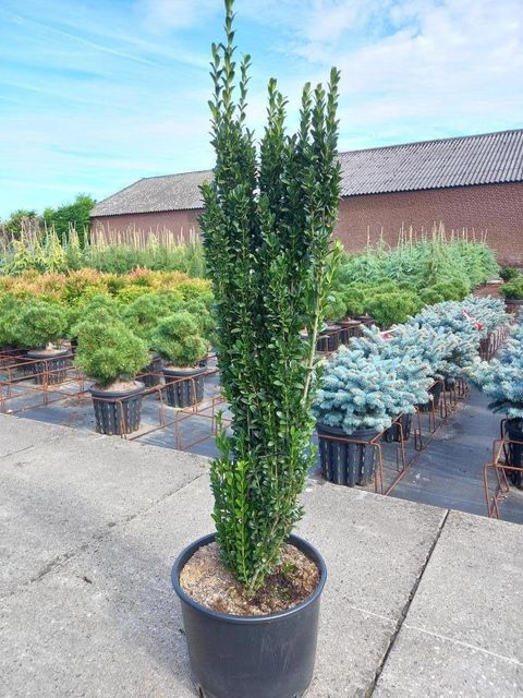 Ilex crenata 'Fastigiata'