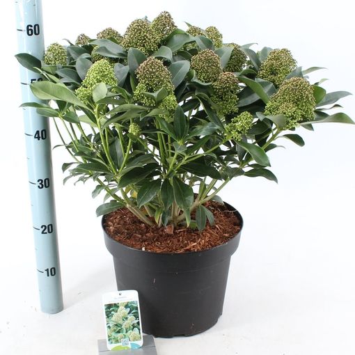 Skimmia japonica 'Fragrant Cloud' (About Plants Zundert BV)