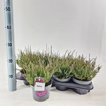 Calluna vulgaris GARDEN GIRLS ZALINA