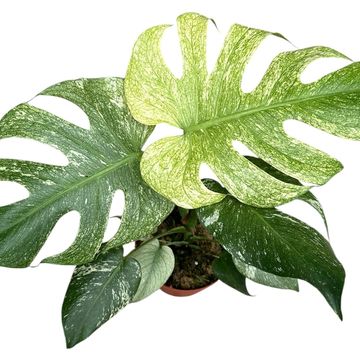 Monstera deliciosa 'White Monster'