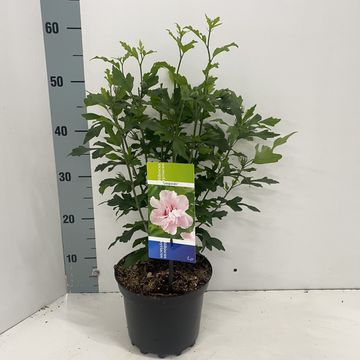 Hibiscus syriacus 'Leopoldii'