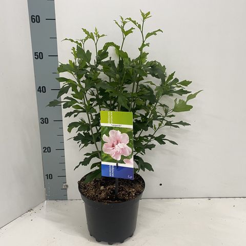 Hibiscus syriacus 'Leopoldii'