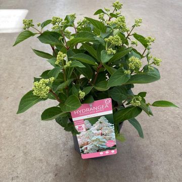 Hydrangea paniculata EARLY HARRY