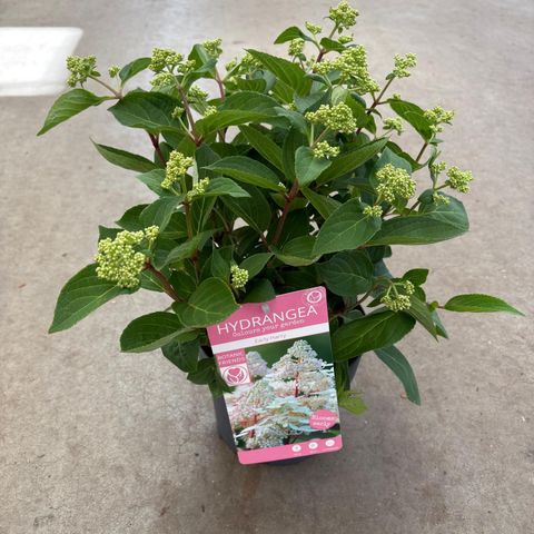 Hydrangea paniculata EARLY HARRY