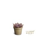 Echeveria 'Nina'