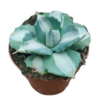 Agave potatorum 'Ouhi-Raijin Variegata'