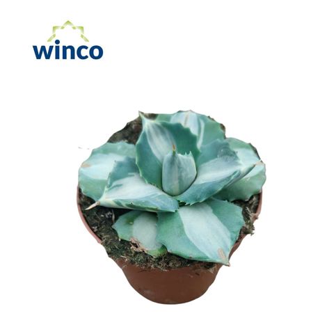 Agave potatorum 'Ouhi-Raijin Variegata'