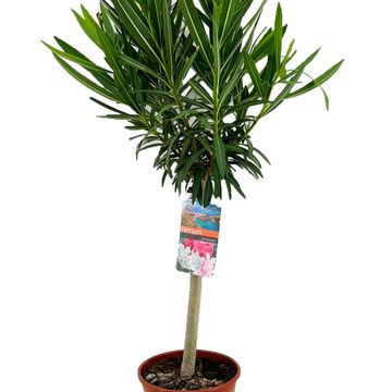 Nerium oleander MIX