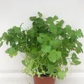 Coriandrum sativum