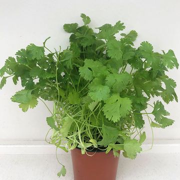 Coriandrum sativum