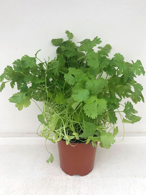 Coriandrum sativum
