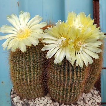 Notocactus leninghausii