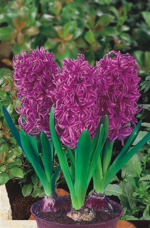 Hyacinthus Tuoksuhyasintti 'Purple Sensation'