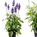 Salvia farinacea 'Victoria Blue'