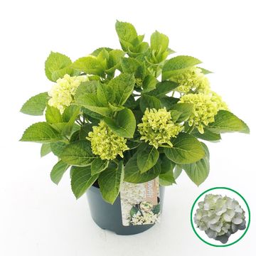Hydrangea macrophylla MIX