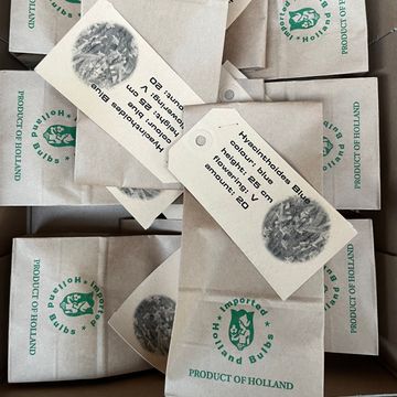 Hyacinthoides hispanica 'Excelsior'