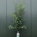 Crataegus x media 'Paul's Scarlet'