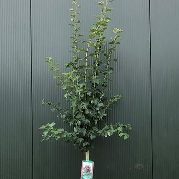 Crataegus x media 'Paul's Scarlet'