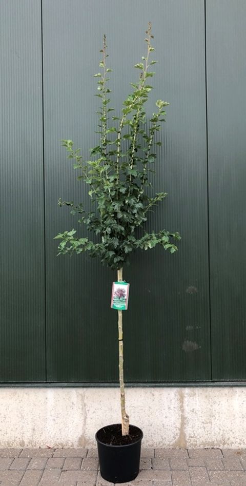 Crataegus x media 'Paul's Scarlet'