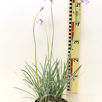 Tulbaghia violacea 'Silver Lace'