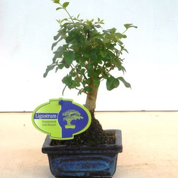Ligustrum sinense