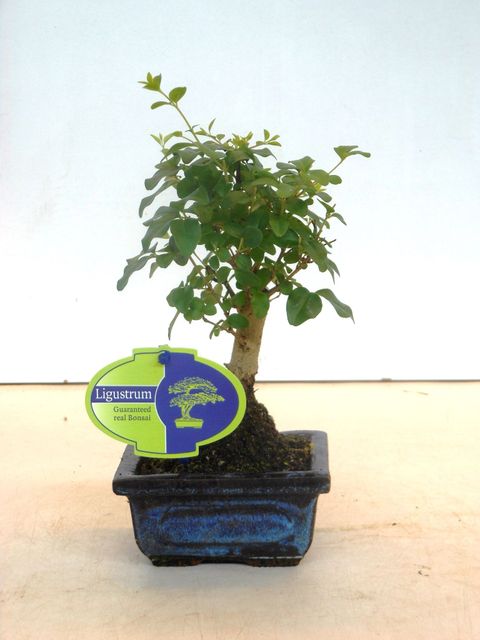 Ligustrum sinense