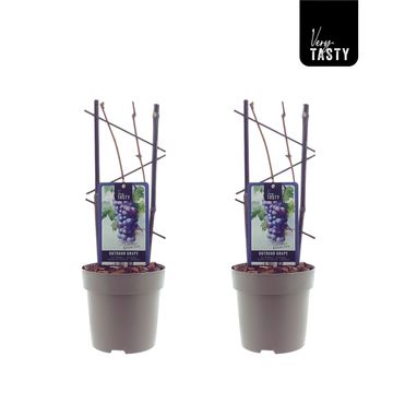 Vitis 'Boskoop Glory'