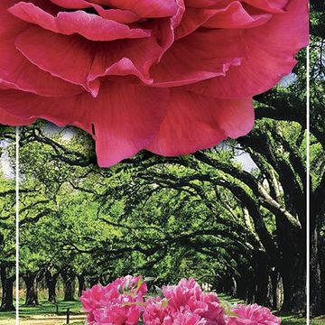 Paeonia suffruticosa 'Mo Run Jue Lun'