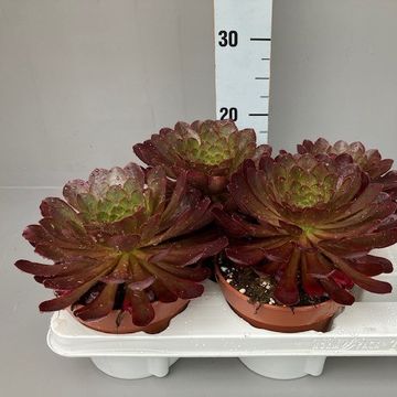 x Semponium 'Sienna'