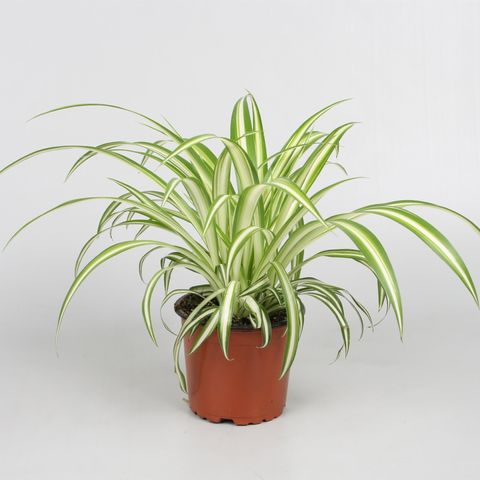 Chlorophytum comosum 'Variegatum' — Plant Wholesale FlorAccess