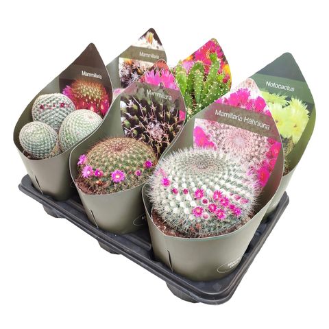 Cactus MIX