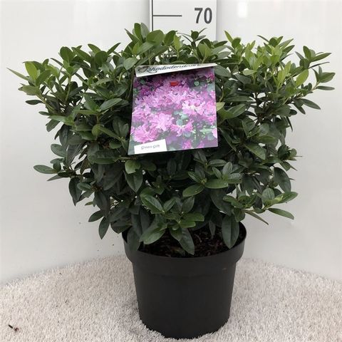 Rhododendron 'Praecox' — Plant Wholesale FlorAccess