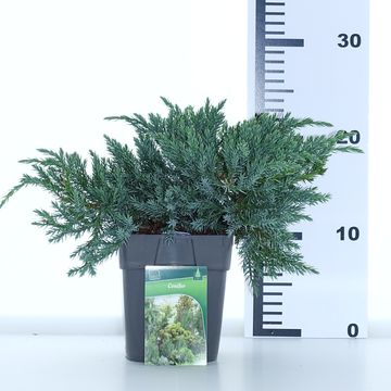 Juniperus squamata 'Blue Carpet'