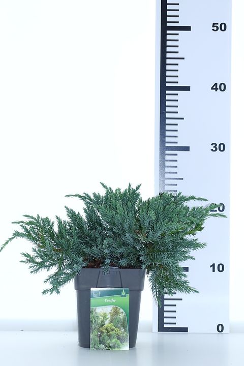 Juniperus squamata 'Blue Carpet'