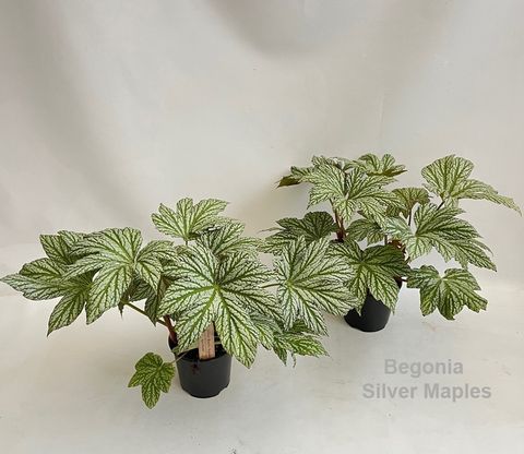 Begonia HOVARIA SILVER MAPLE