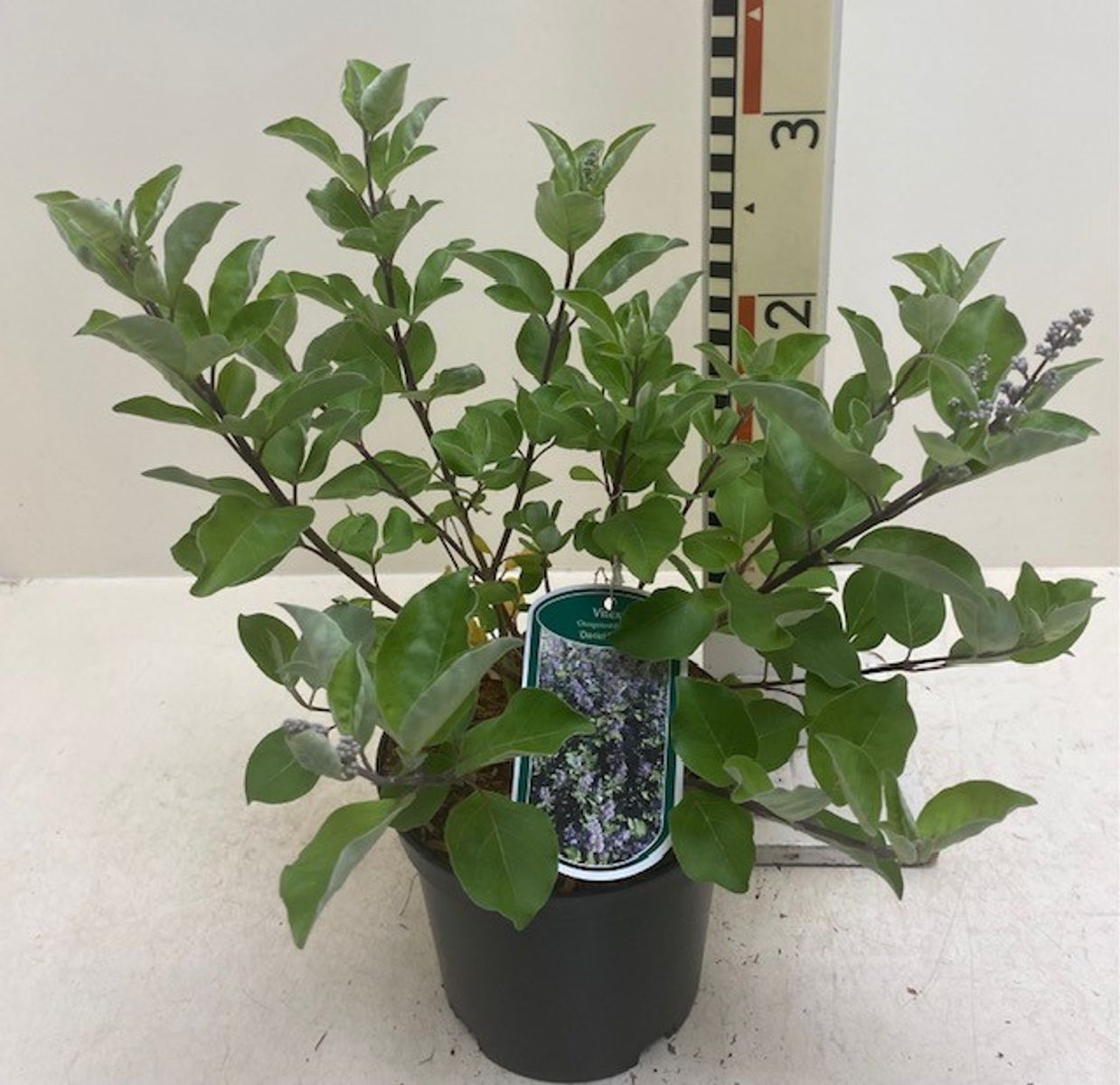 Vitex CHICAGOLAND BLUES — Plant Wholesale FlorAccess