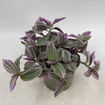 Tradescantia 'Rosa Sunrise'