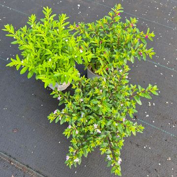 Cuphea hyssopifolia 'Cupid Pink'