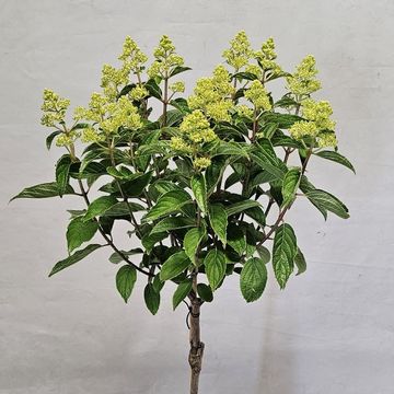 Hydrangea paniculata GARDENLIGHTS WHITELIGHT