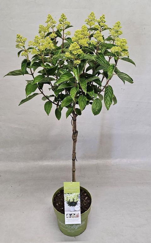Hydrangea paniculata GARDENLIGHTS WHITELIGHT