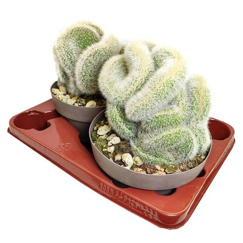 Cleistocactus straussii
