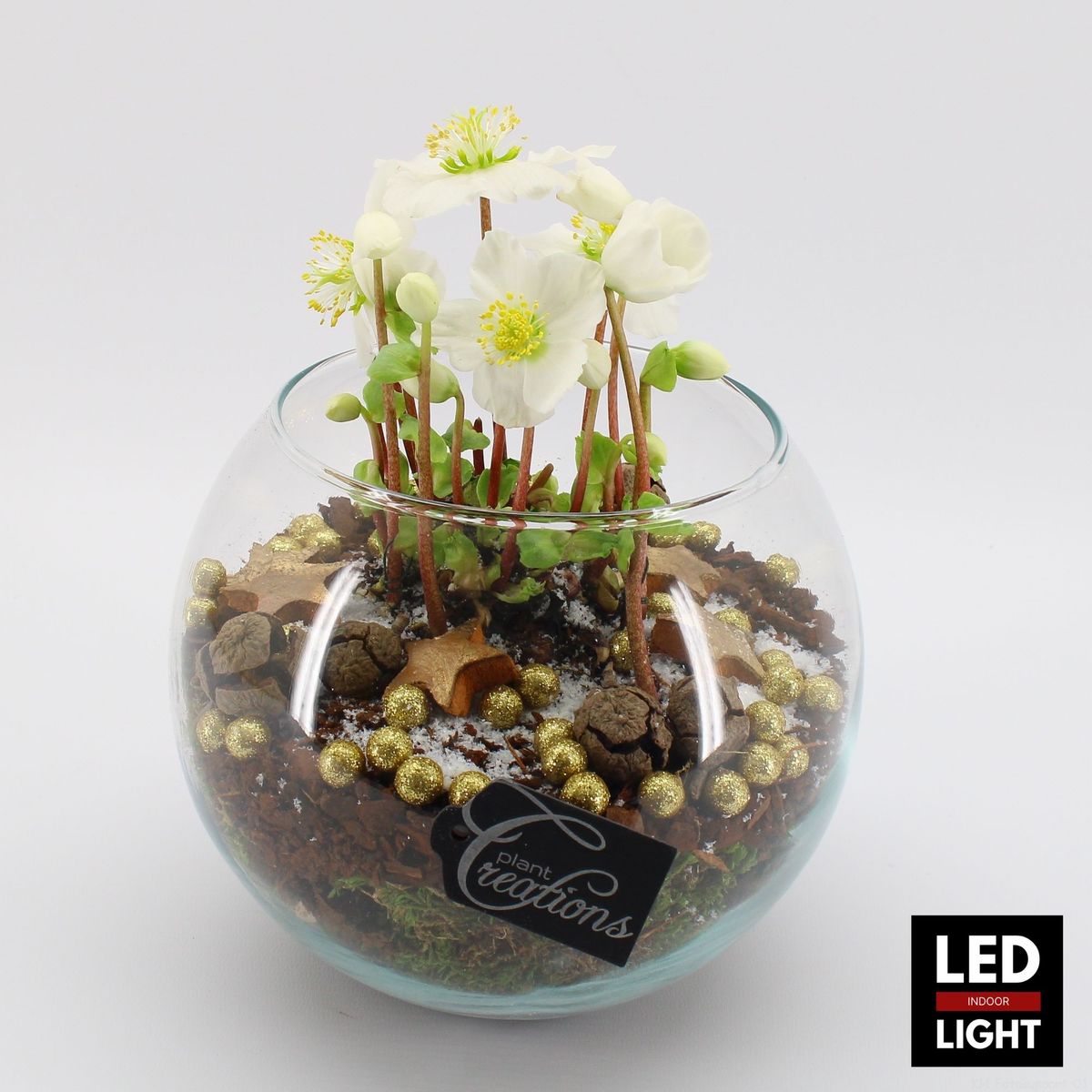 Arrangement Helleborus — Plant Wholesale FlorAccess