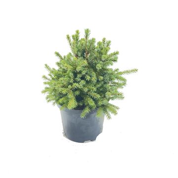 Picea glauca 'Echiniformis'