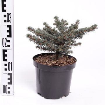 Picea pungens 'Waldbrunn'