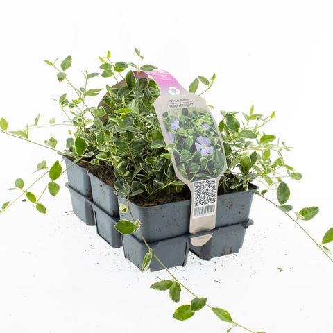 Vinca minor 'Ralph Shugert'