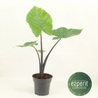 Alocasia 'Black Cobra'