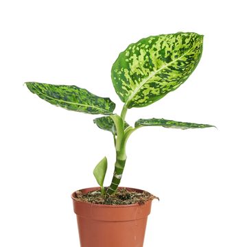 Dieffenbachia 'Reflector'