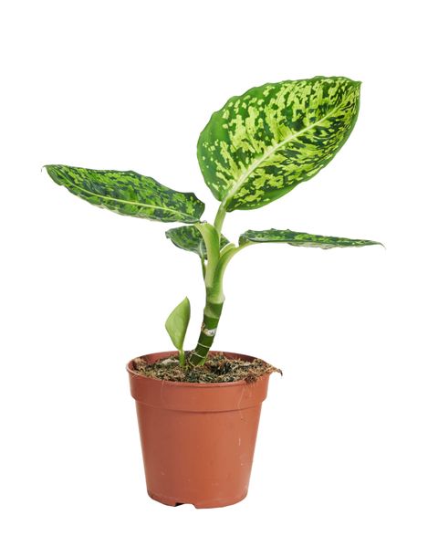 Dieffenbachia 'Reflector'