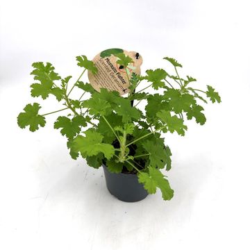 Pelargonium graveolens